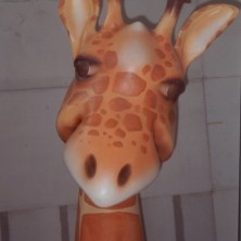 Giraffa (Immagine 3)