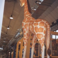 Giraffa (Immagine 4)
